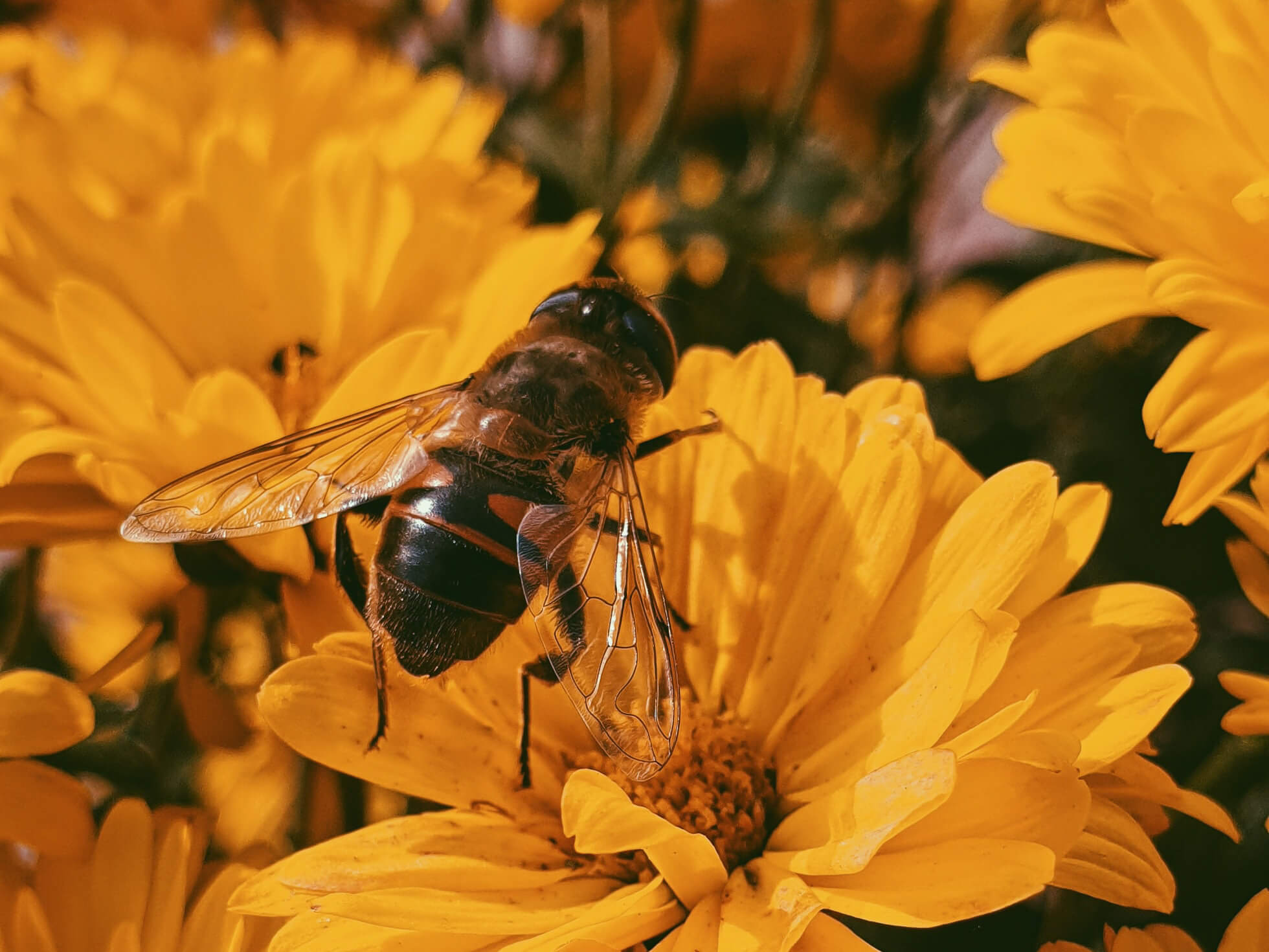 carolina IXShv bCP1Y unsplash